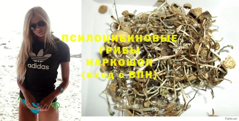 Псилоцибиновые грибы Psilocybe  купить наркотики цена  Кораблино 